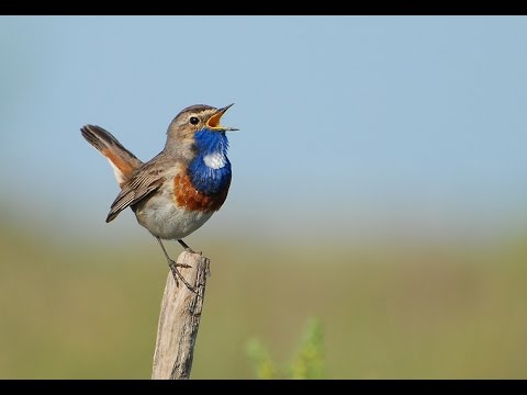 Most Beautiful Bluethroat Bird-2016
