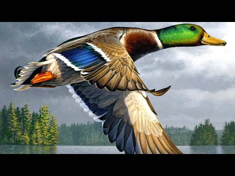 El ánade real (Anas Platyrhynchos) mini documental