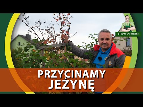 How to prune thornless blackberries - WITH A PLANT IN THE GARDEN