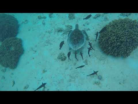 download lagu mp3 mp4 Mald1, download lagu Mald1 gratis, unduh video klip Mald1