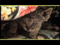 Devon Rex - DEVON REX trailer documentario (razza felina)