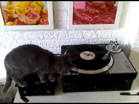 Basil the Art Vinyl Cat DJ