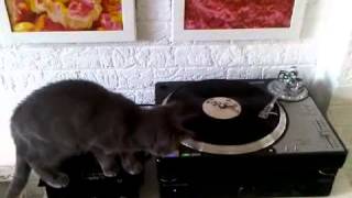 Basil the Art Vinyl Cat DJ