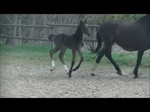 HF2022 Diathletico Certus