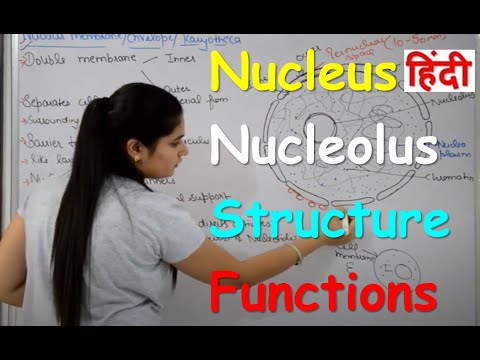 Nucleus Structure & Functions in Hindi | Nucleolus | Nuclear Membrane | Nucleoplasm