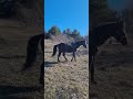 Gelding Origin Recorded For sale 2018 Black