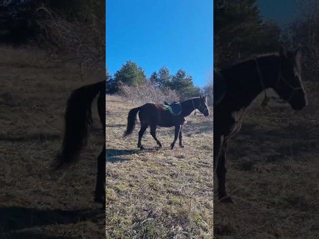 Gelding Origin Recorded For sale 2018 Black