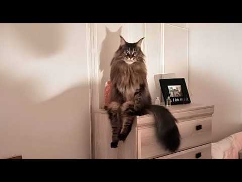 When your cat forgets it's a cat 😂