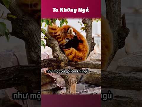 Công dụng của mấy cái đuôi🐿️ #takhongngu