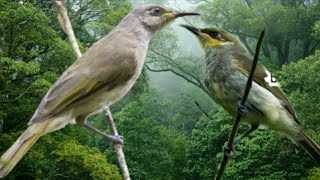 Download lagu Suara pikat jantan betina ribut ampuh di alam liar cucak kombo dan kolibri mp3 Download lagu Suara pikat jantan betina ribut ampuh di alam liar cucak kombo dan kolibri mp3