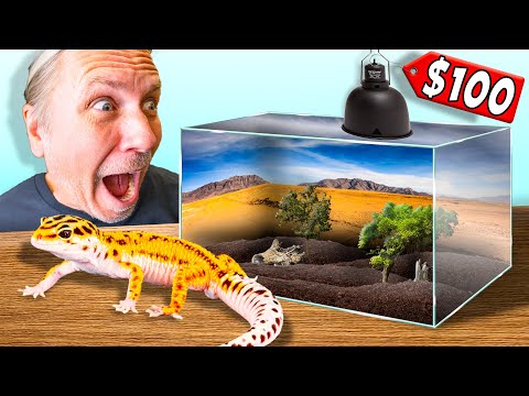 Cheap $100 Leopard Gecko Setup Tutorial !