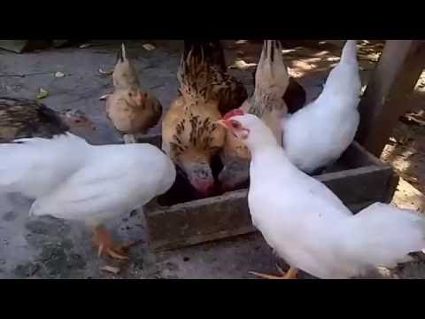 Apa yang harus saya lakukan jika saya kecil pria kontol Apa yang harus makan untuk meningkatkan potensi