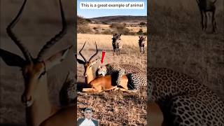 الخطأ الذي غيّر مسار الصيد#shorts #ytshorts