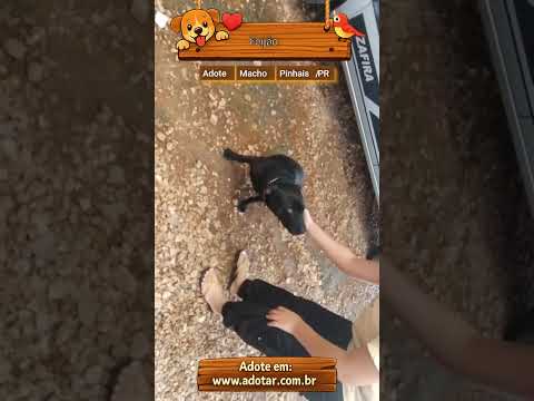 Vídeo de Feijão