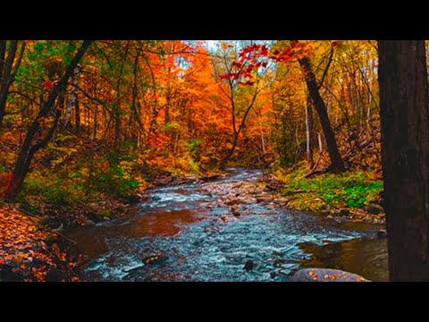 4K Mountain Stream Relaxing Sounds of  Winter Carpathians| Calming stream in Carpathian Forest