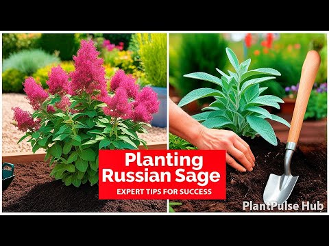 How to Plant Russian Sage: A Complete Guide for Stunning Blooms | PlantPulse Hub