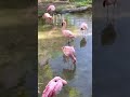 Stopped To Watch The Flamingos In Animal Kingdom
