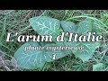 L'ARUM d'Italie, plante mystérieuse 1