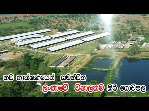 A maior fazenda da Ásia no Sri Lanka - Fazenda Ridiyagma NLDB (episódio completo)
