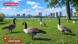 🔴 24/7 LIVE 🐱 Chicago Montrose Harbor | Geese, Seagulls & Bird Sounds | CAT TV live webcam