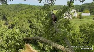 Decorah Eagles Cam   watch live footage of Bald Eagles   Explore org   Google Chrome 8 17 2019 9 40