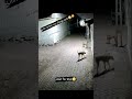 Lion Enter My Village Lion Shortsfeed