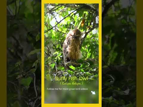 Buffy Fish-Owl (Ketupa ketupu)