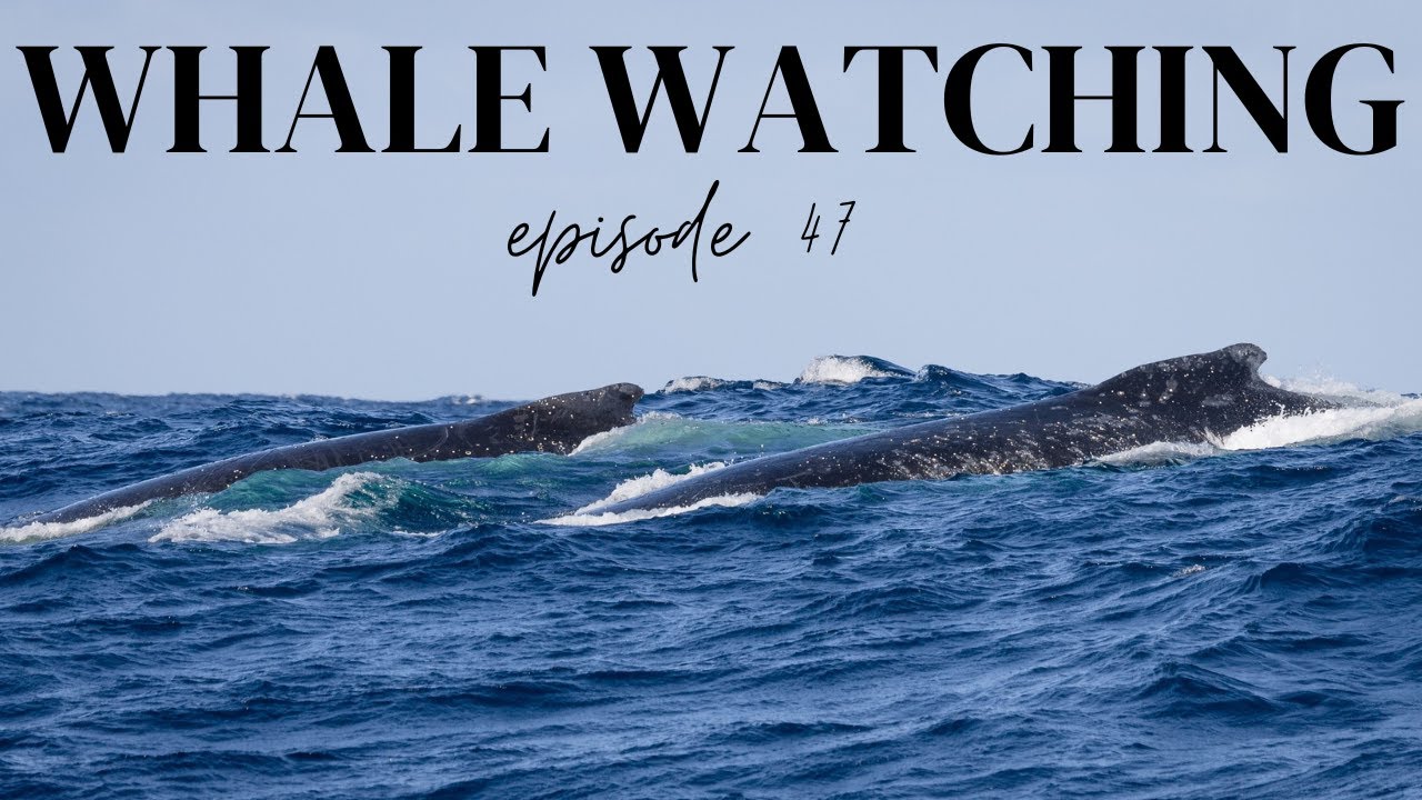 Travelers embark on whale watching adventure off Sydney coast.