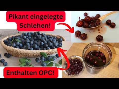 Schlehen: Die "Oliven des Nordens" einfach selbst gemacht!