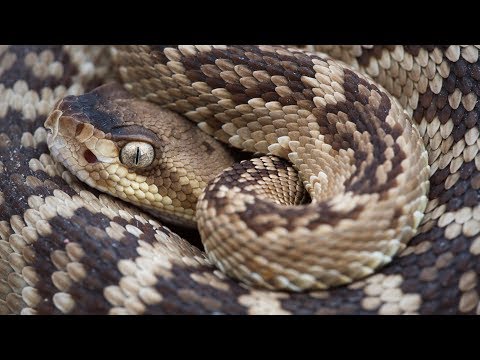 The Desert of Rattlesnakes - 2nd teaser from Living Zoology film studio!