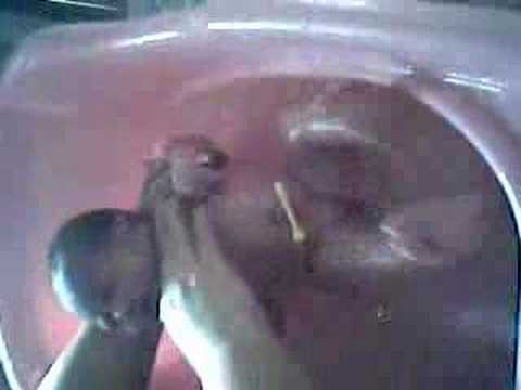 primeiro banho da sthefani