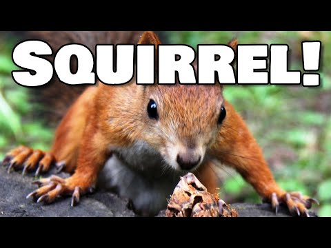 Keep Squirrels Out of Your Garden - Tips & Tricks
