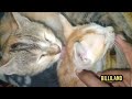 Washing Machine 2022 Cute Cat Videos Funny Cats Try Not To Laugh