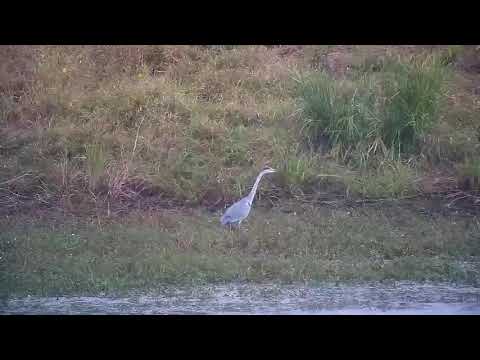 Djuma: Grey Heron looking for a meal - 16:30 - 04/23/21