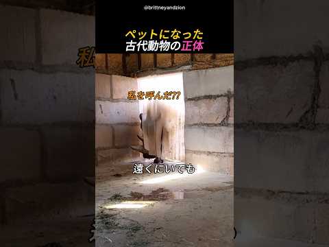 ペットになった古代動物の正体