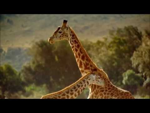 Night In Africa video thumbnail