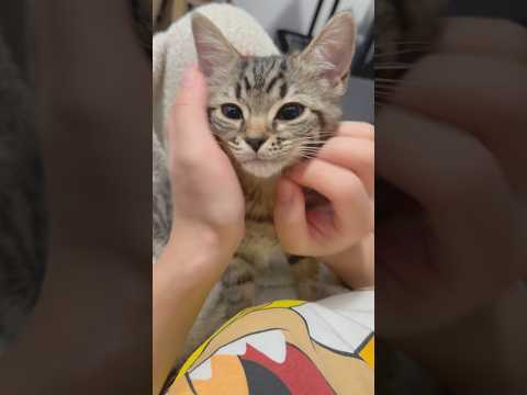 可愛すぎるスコティッシュの子猫を迎えた結果...!! #cat #猫