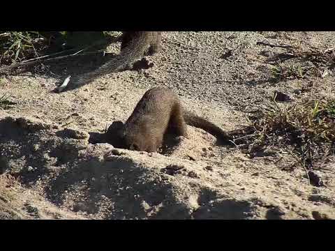 Djuma: Dwarf Mongoose group digging in sand for Frogs-Pt:1 - 08:11 - 05/02/20