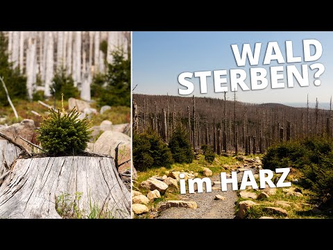 Der tote Wald im Harz - Waldsterben oder Neuanfang?
