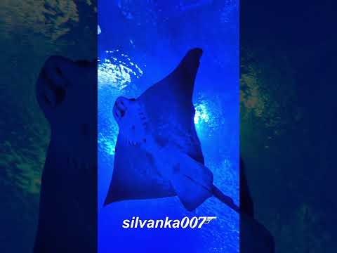 STINGRAY OCEANOGRÀFIC AQUARIUM VALENCIA SPAIN | National Geographic Love Nature Viral TikTok Shorts