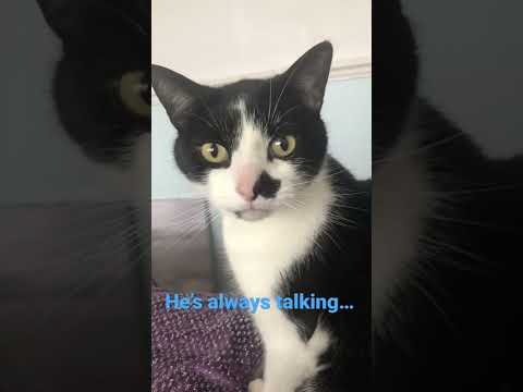 My cat is so vocal!