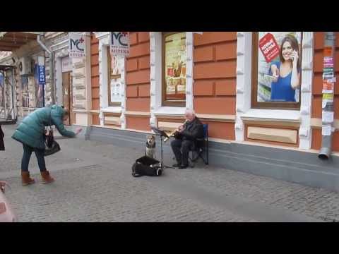 Днепропетровский пес стал звездой (видео)