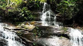 Download lagu RELAKSASI SUARA ALAM DI DALAM HUTAN - SUARA GEMERCIK AIR TERJUN DAN KICAU BURUNG MENENANGKAN mp3