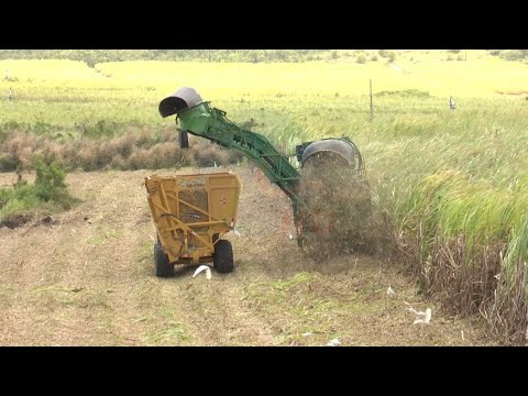 2022 sugar harvest officially underway