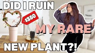 Did I RUIN my RARE PLANT? Fallopia Multiflora Variegata Care | Houseplant Propagation | Plant Chores