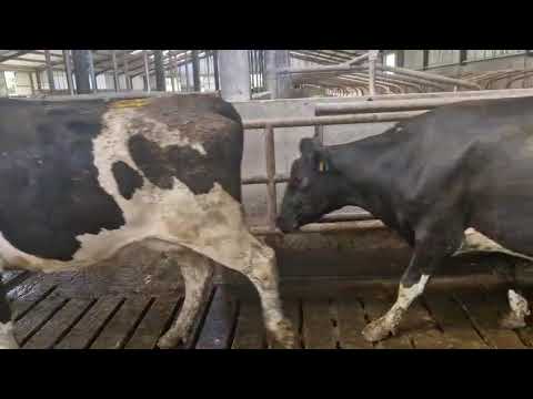 Freshly Calved & Incalf Cows