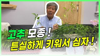 고추 모종 ! 튼실하게 키워서 정식해야하는 이유!