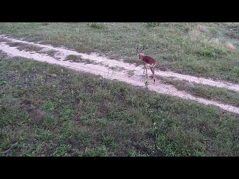 Djuma: Egyptian Goose and then Impala ram - 07:41 - 04/23/2022