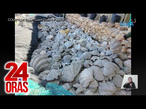 Daan-daang taklobo, nakuha sa dalampasigan ng Busuanga, Palawan 24 Oras