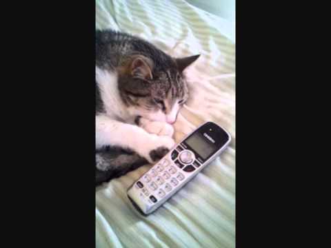 Patient Kitty on Hold